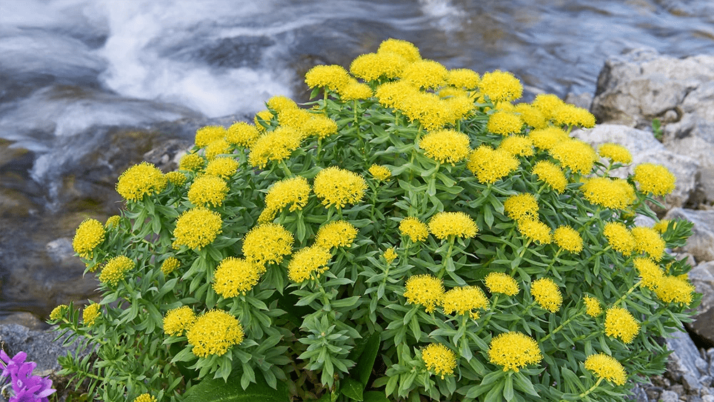 Rožni koren forum - Vprašanja in odgovori - FeelRooty
