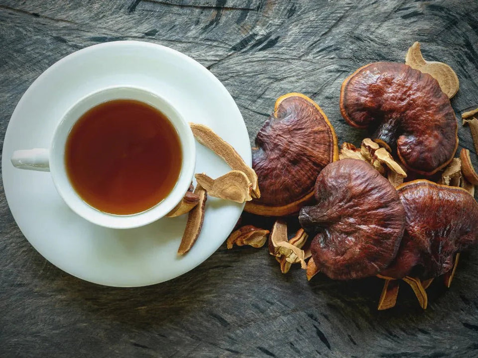 Medicinske gobe: Čudežni učinki, varnost in kje jih dobiti?