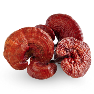 Reishi goba