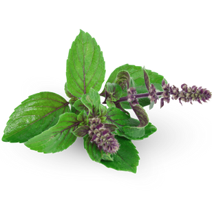 Sveta bazilika (tulsi)