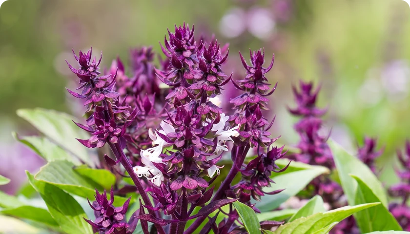 Sveta bazilika (tulsi)