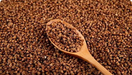 Naravni vitamin B12