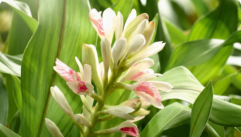Galangal